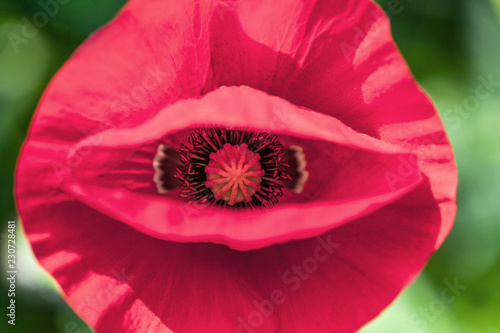 Fototapeta Naklejka Na Ścianę i Meble -  Red poppy flower closeup 