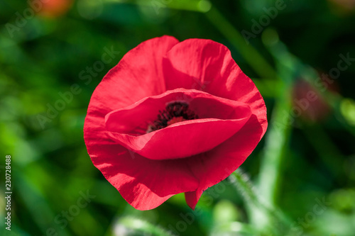 Fototapeta Naklejka Na Ścianę i Meble -  Red poppy flower closeup 