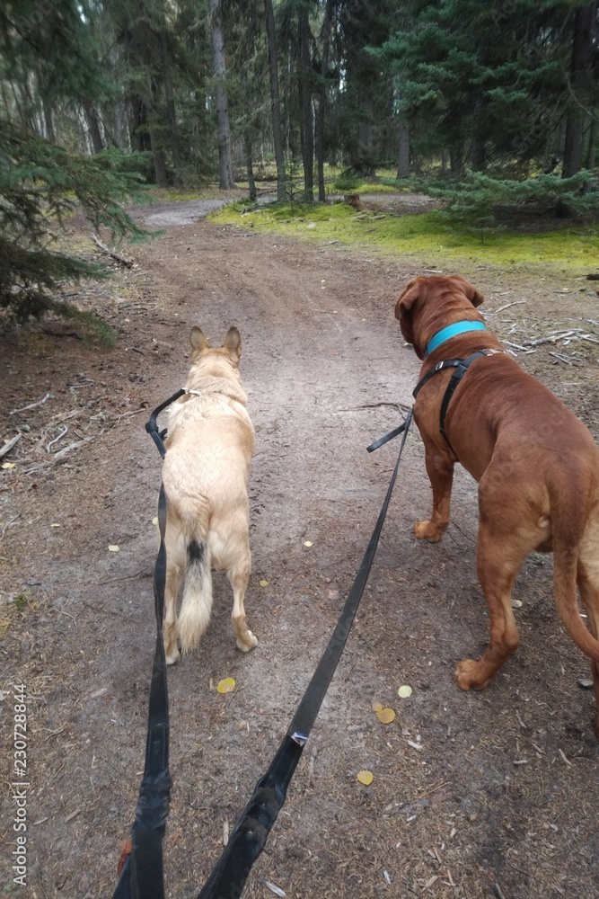 Dogs walking in forest on leash Dogs walking in forest on leash