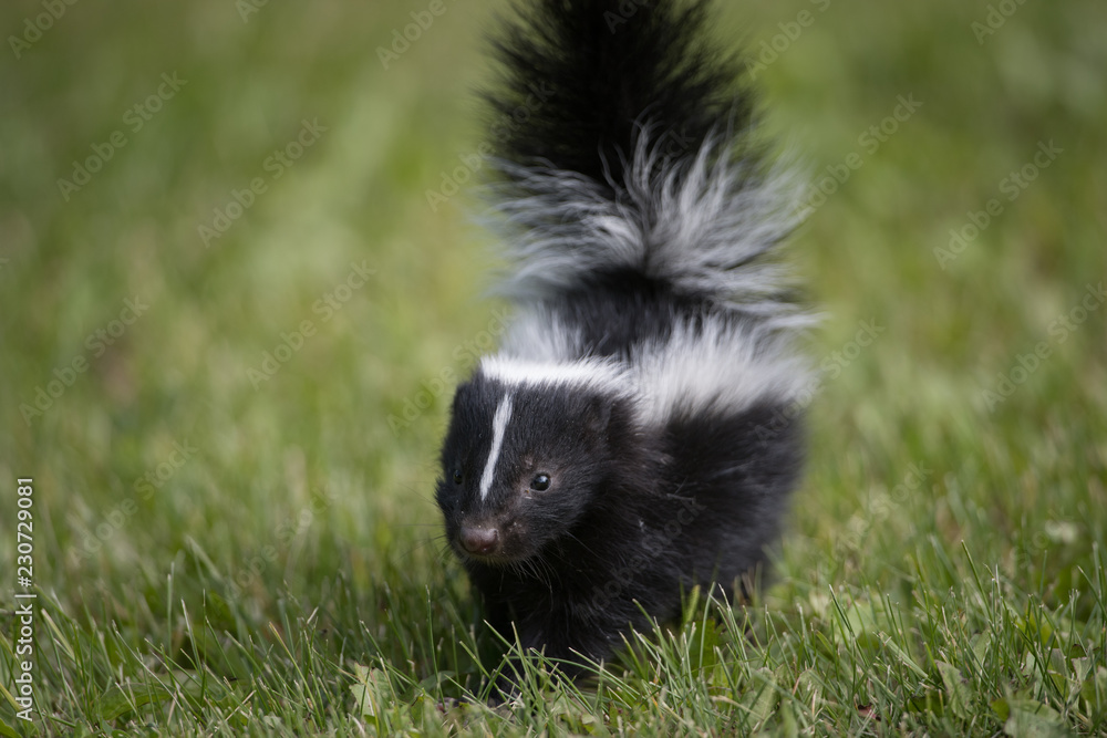 Skunk Stock Photo | Adobe Stock