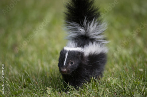 Cuadro en lienzo Skunk