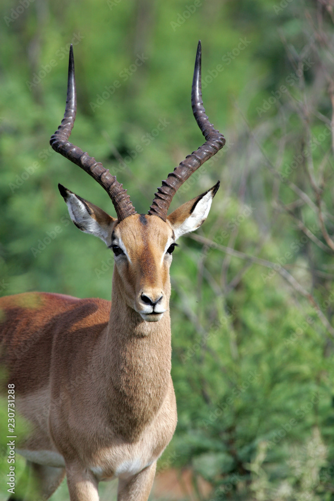 Impala in Pilanesberg National Park South Africa Impala in Pilanesberg National Park South Africa