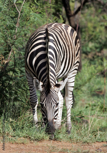 Zebra grazing in South Africa