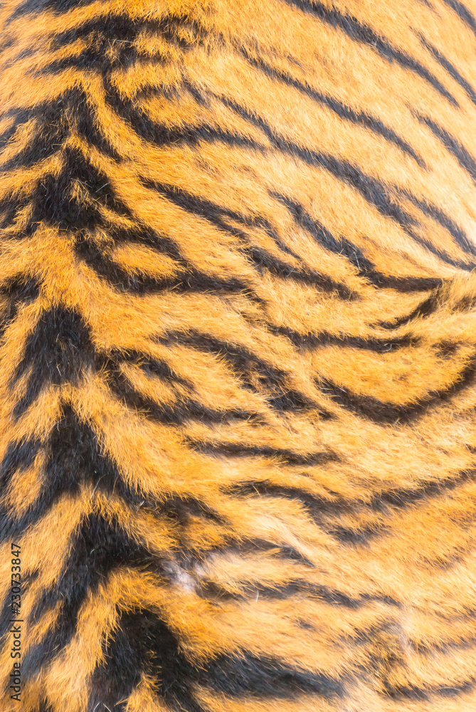 Animal skin texture of a tiger Animal skin texture of a tiger