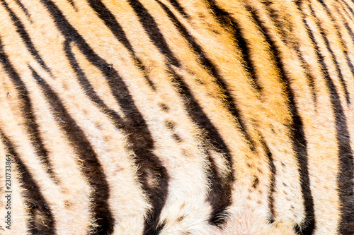Fototapeta Naklejka Na Ścianę i Meble -  Animal skins texture of Tiger