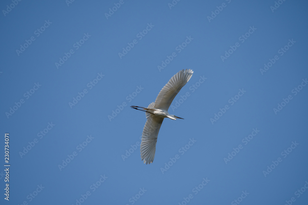 Great egret in the sky