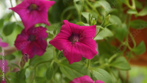 Pink Hibiscus Flower in the garden