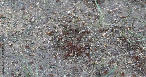 This is a video of Red Harvester Ants (Pogonomyrmex barbatus) around their nest. photo