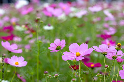 Cosmos Flower / Furusato Plaza in Sakura City, Chiba Prefecture, Japan photo