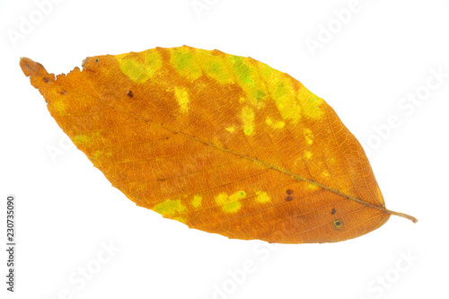 close up on autumn leaf texture isolated on white background