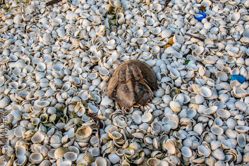 Stack of crust cockle on the coast. photo