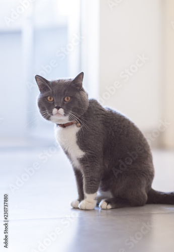 Cute British short Hairy cat