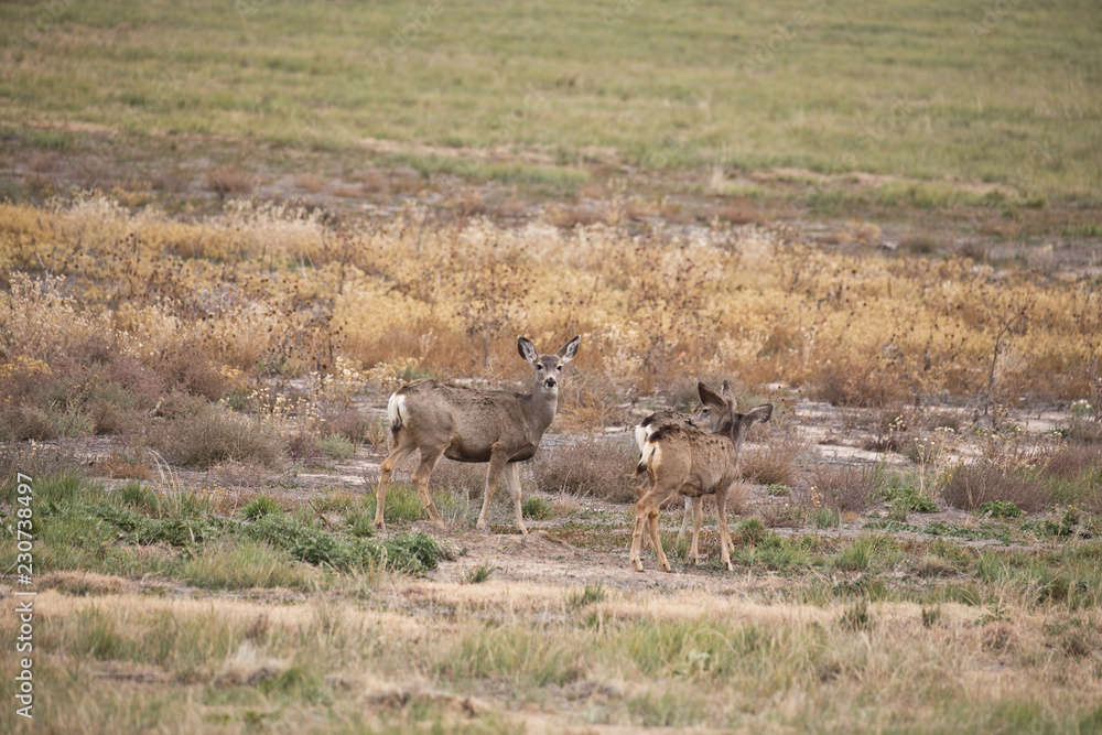 deer deer