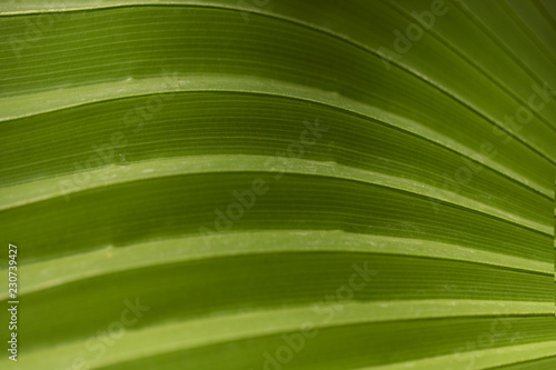 Abstract nature background. Cropped shot of green leaves. Closing beautiful natural green leaf background texture. Natural background textures.