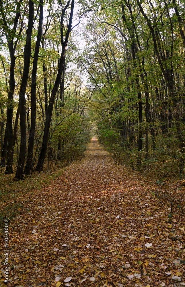 Fototapeta premium Forest road