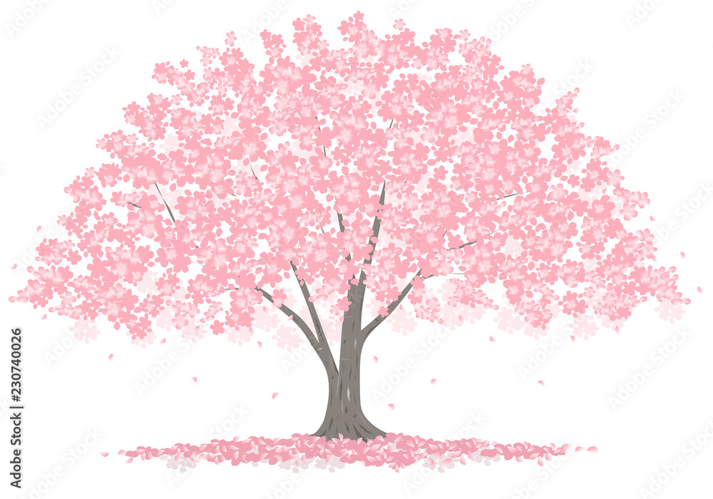 Obraz premium 大きな桜の木