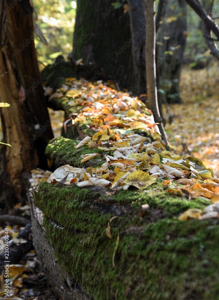 Obraz premium Autumn forest
