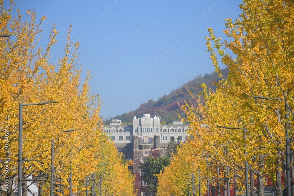 Fotografie Traveling at Yonsei University during autumn in Seoul, South Korea