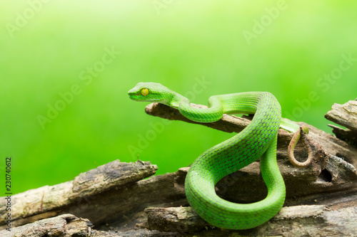 Snake in nature,Green or Asian pit viper,Trimeresurus (Viperidae)
