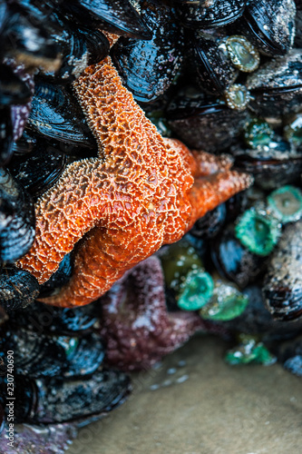 An orange seastar sits on top of a mussels and green anemones on Cannon Beach in Oregon.