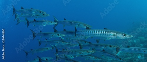 Large School of Chevron Barracuda fish or Sawtooth Barracuda (Sphyraena putnamae), Indonesia photo