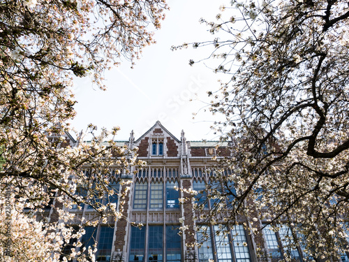Cherry trees blossoming at university campus - Seattle, WA, USA