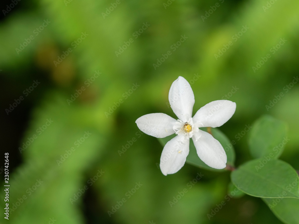Fototapeta premium Orange jasmine