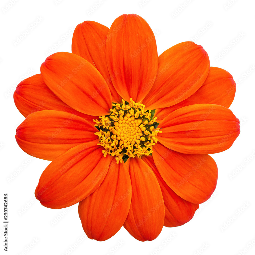 Fototapeta premium Mexican Sunflower (Tithonia rotundifolia) isolated on white background