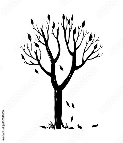 Hand drawn autumn tree silhouette with falling leaves. Ink vector illustration isolated on white background.