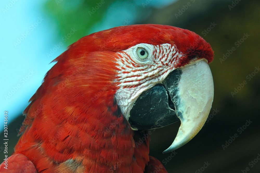 Fototapeta premium red macaw