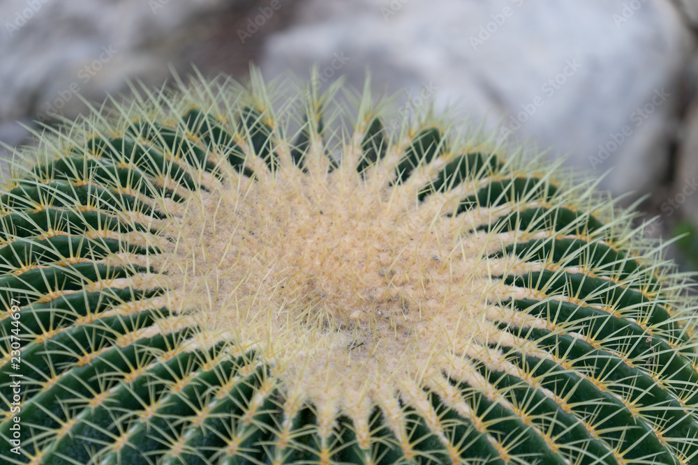 natural background with large bright cactus thorns in the macro natural background with large bright cactus thorns in the macro