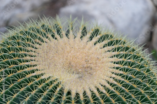 natural background with large bright cactus thorns in the macro