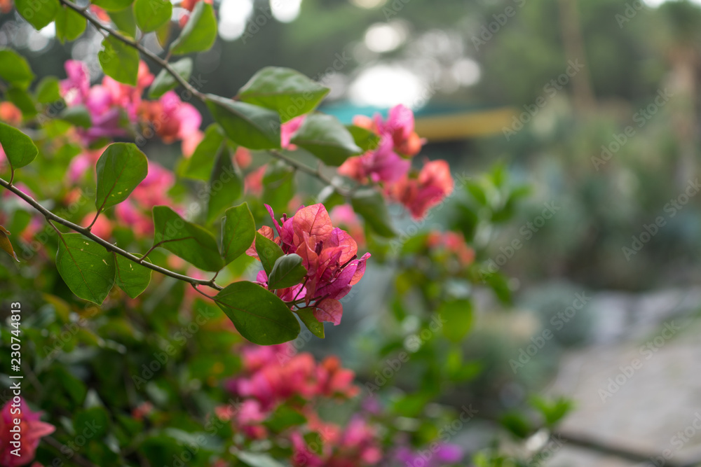 Bright pink bougainvillea flowers on blurred green background with bokeh.