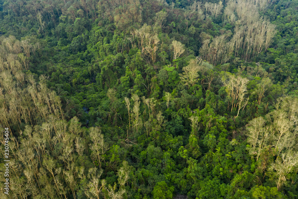 Top view of forest Top view of forest
