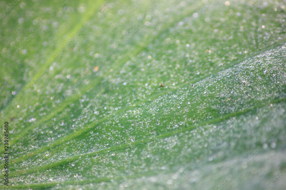Drops on the lotus leaf,For background. Drops on the lotus leaf,For background.