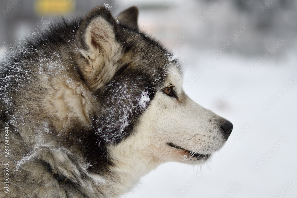 Sled dogs cup, nice dogs, nice faces