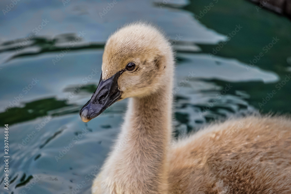fluffy Swan chick on the background of the water surface. fluffy Swan chick on the background of the water surface.