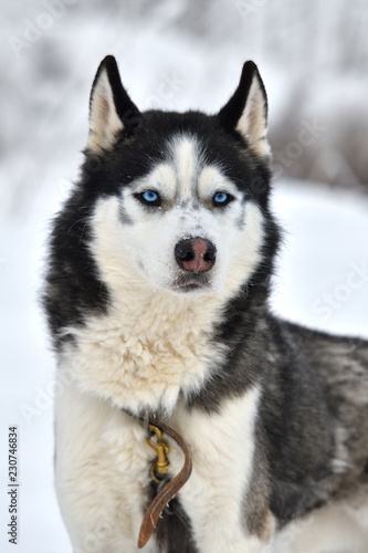 Tableau sur toile Sled dogs cup, nice dogs, nice faces