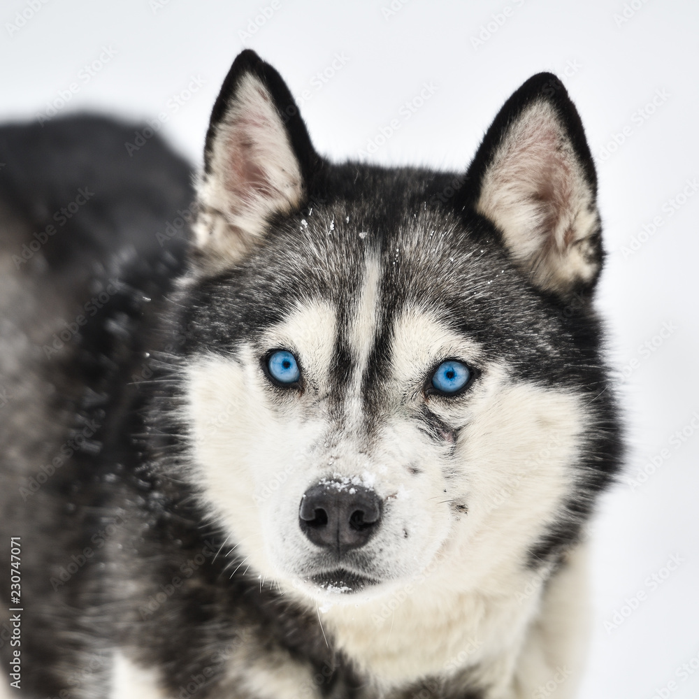 Sled dogs cup, nice dogs, nice faces