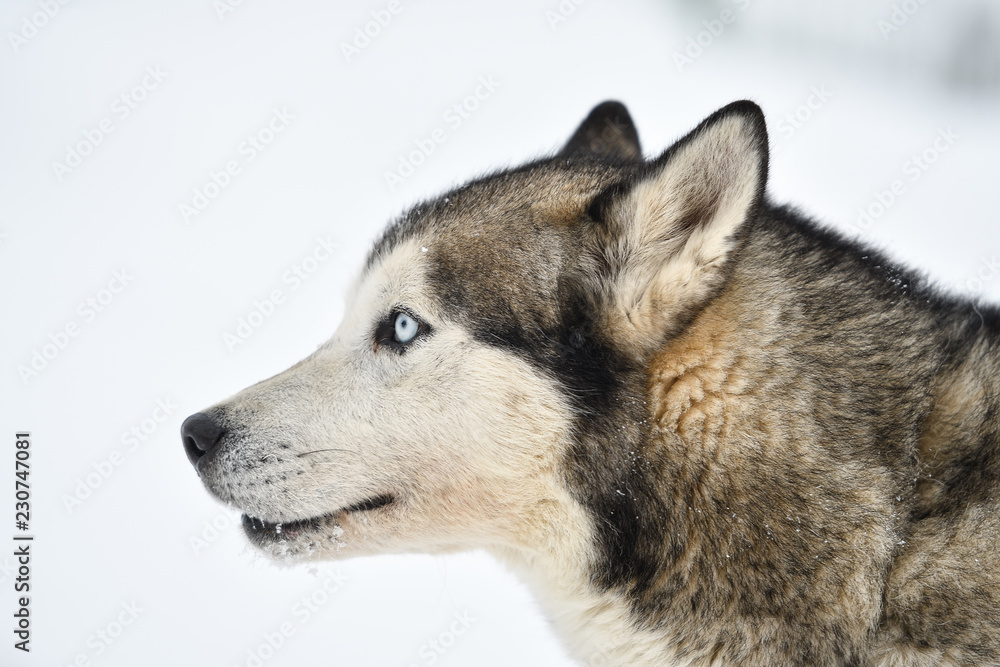 Sled dogs cup, nice dogs, nice faces