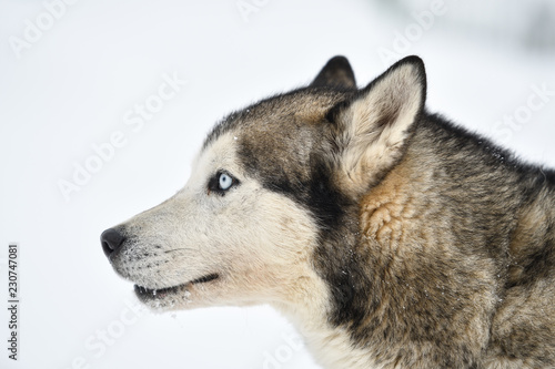 Sled dogs cup  nice dogs  nice faces