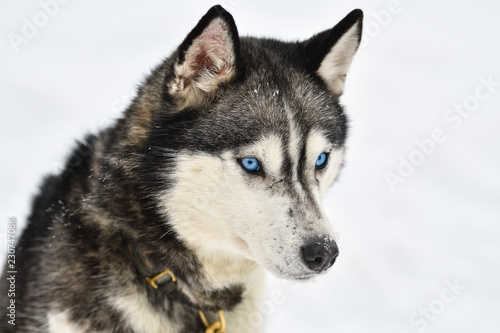 Sled dogs cup  nice dogs  nice faces