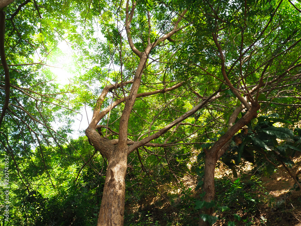 Trees and sunlight In the beautiful morning Trees and sunlight In the beautiful morning
