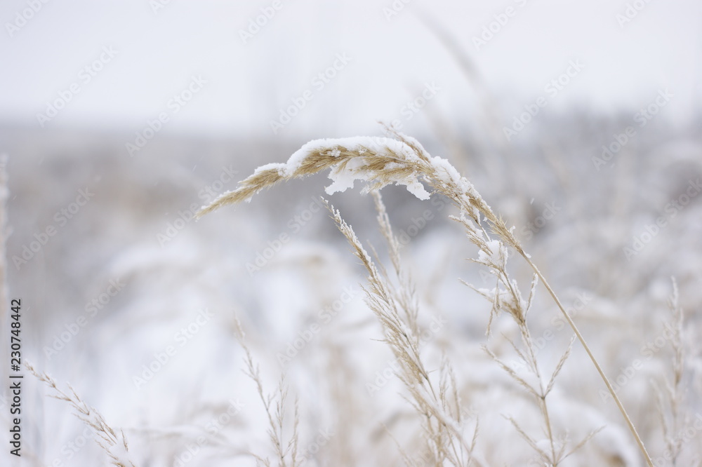 Fototapeta premium Dry grass under winter snow