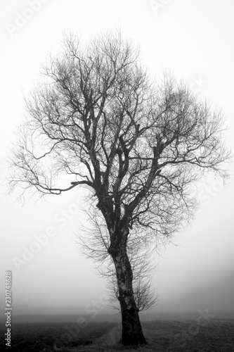 Mystic Tree I © BostjanMiha