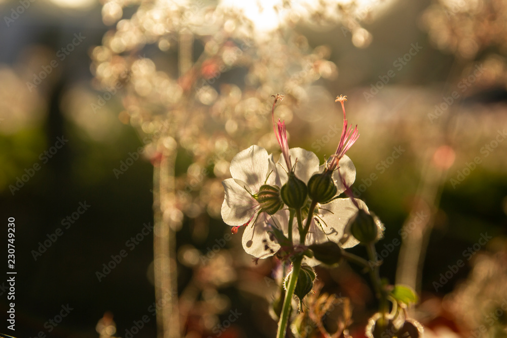 Flower in Sunset Backlight Flower in Sunset Backlight