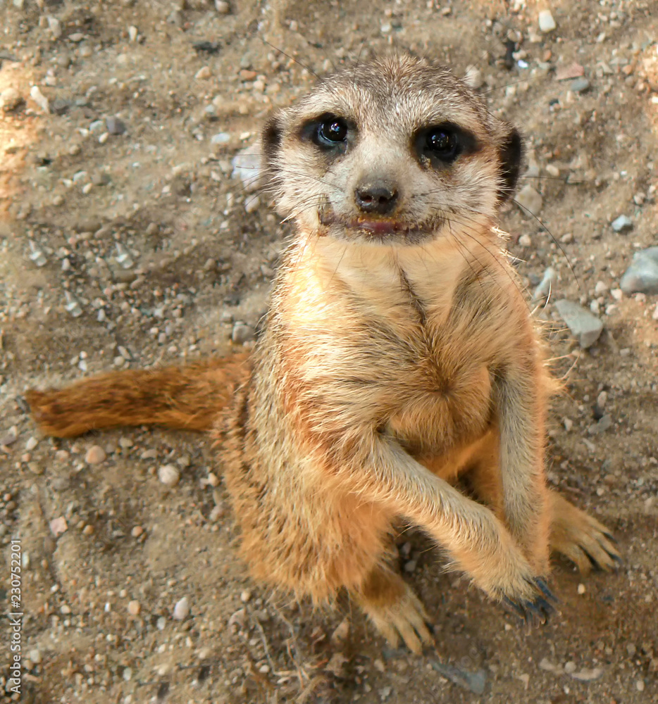 Fototapeta premium meerkat sitting on sand