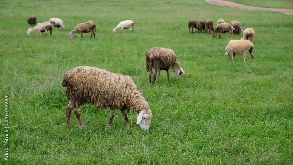 A flock of sheep eating in green grass field at countryside farm A flock of sheep eating in green grass field at countryside farm