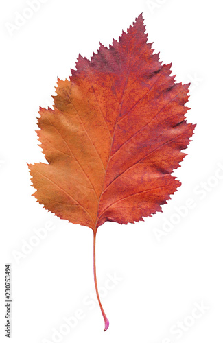 Hawthorn leaf  isolated. Fallen leaf of hawthorn tree isolated. photo