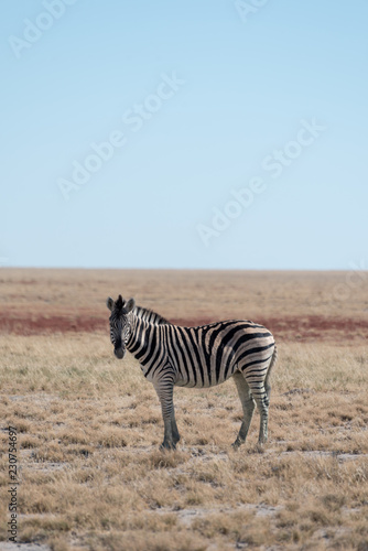 Single, lonley buchells zebra standing in open savannah withblue sky looking at camera, Etosha National Park, Namibia